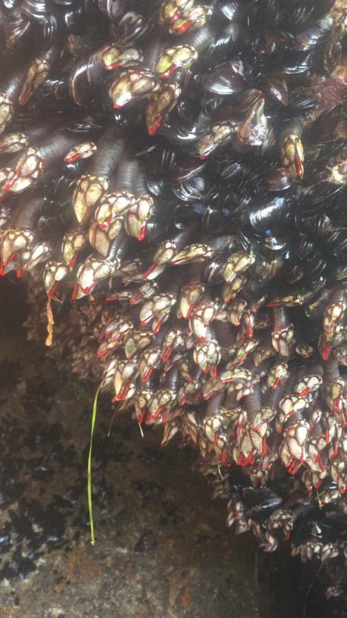 Porto De Espasante -Severino Blanco エクステリア 写真